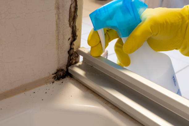 Best Attic Mold Removal  in Orange Beach, AL