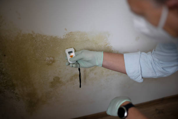 Home Mold Removal in Orange Beach, AL