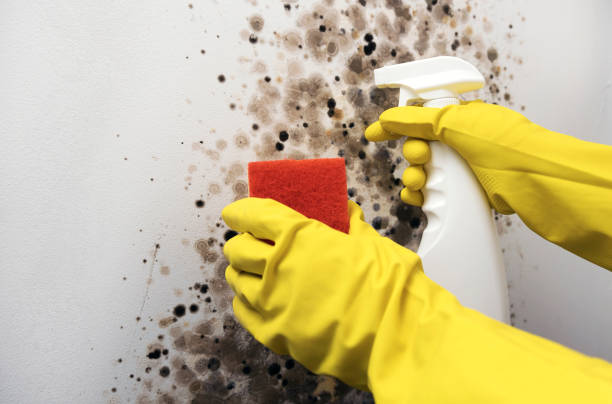 Mold Removal and Inspection in Orange Beach, AL