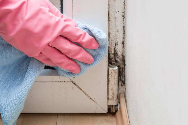 Best Crawl Space Mold Removal  in Orange Beach, AL